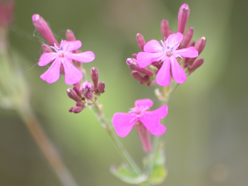Apoteosi di Aporia crataegi